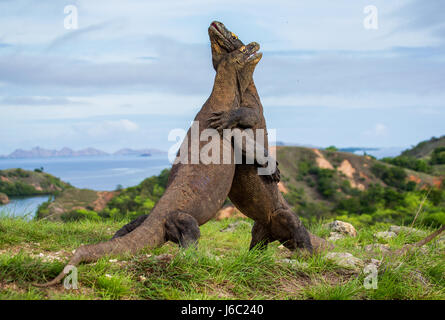 Komodo Dragons are fighting each other. Very rare picture. Indonesia. Komodo National Park. Stock Photo