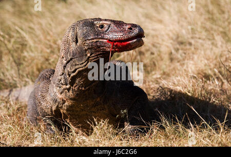 Komodo dragons eat their prey. Indonesia. Komodo National Park. Stock Photo