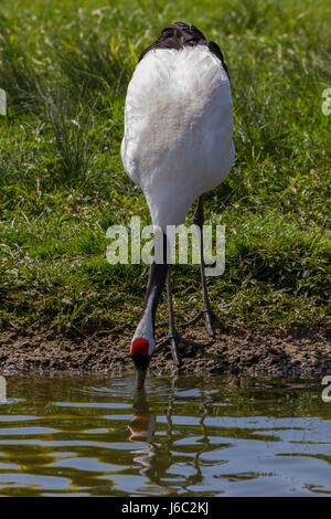 Common Crane at Slimbridge Stock Photo