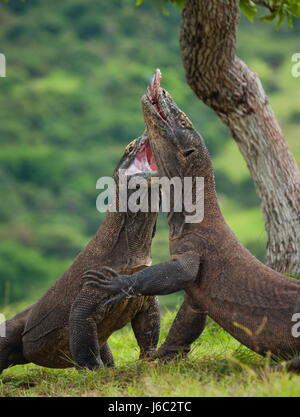 Two Komodo dragons fighting over a piece of food. Indonesia. Komodo National Park. Stock Photo