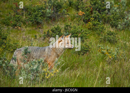 Patagonian Gray Fox, Pseudalopex griseus Stock Photo