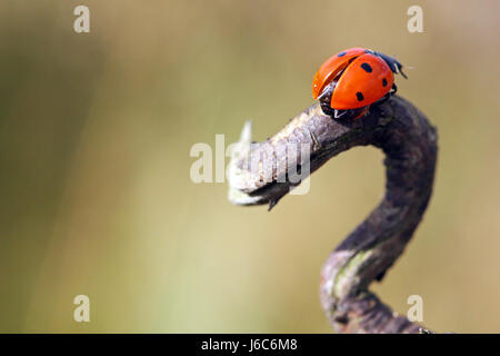 insect scrabble crawling beetle red ladybug fall autumn insect scrabble Stock Photo