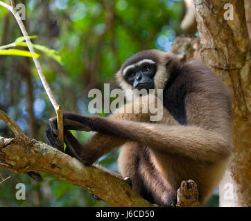 Gibbon sitting on the tree. Indonesia. The island of Kalimantan (Borneo). Stock Photo