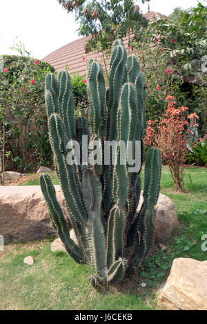 Garden in the Ananta Spa and Resorts Hotel in Pushkar, Rajasthan, India, on February 17, 2016. Stock Photo