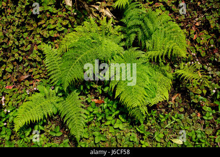 azores leaf plant green brown brownish brunette leaves shine shines bright Stock Photo