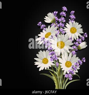 Beautiful daisies and lavender flowers on black background. Stock Vector