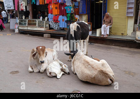 Cows resting in the middle of the street in Pushkar, India on February 18, 2016. Stock Photo