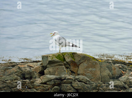 European herring gull (Larus argentatus). Tromso, Norway Stock Photo