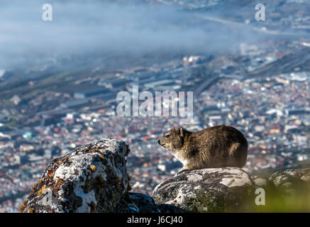 Dassie or rock hyrax or rock badger, Procavia capensis, resting in sunshine on high ledge overlooking Cape Town, covered by sea fog, South Africa Stock Photo