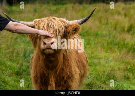 Stroking a cute cow.  highland cattle, Highlands, Scotland, United Kingdom Stock Photo