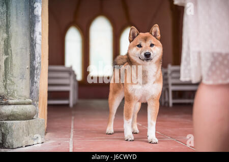 The cute little Shiba Inu Stock Photo