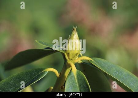 Closed green Rhododendron bud showing bud scales with evergreen spirally arranged leaves on a green background Stock Photo