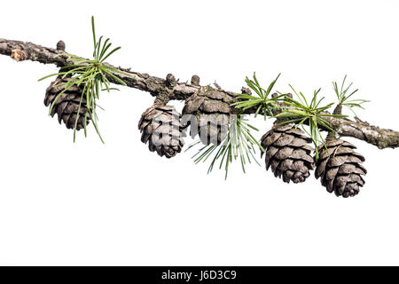 Closeup of a larch tree branch with larch cones, isolated on white background. Pine cones on branch of conifer tree. Stock Photo