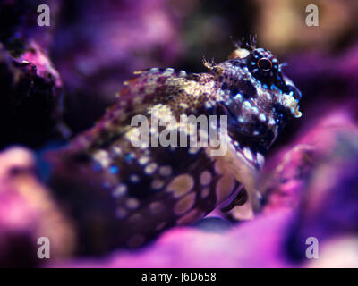 Close up macro landscape shot of a marine algae blenny fish or lawnmower blenny perched on some rock (Salarias fasciatus) Stock Photo