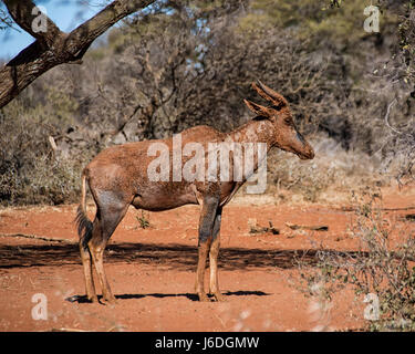 Tsessebe antelope in Southern African savanna Stock Photo