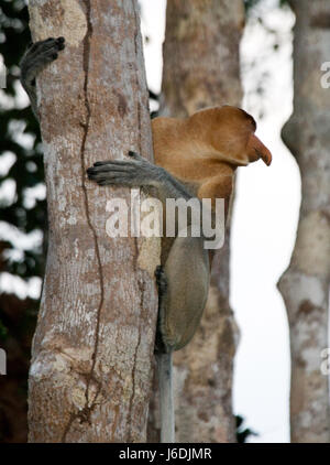 The proboscis monkey is sitting on a tree in the jungle. Indonesia. The island of Borneo (Kalimantan). Stock Photo