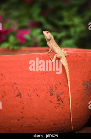 Oriental Garden lizard, Eastern Garden lizard or Changeable lizard , Calotes versicolor, Bharatpur, Rajasthan, India Stock Photo