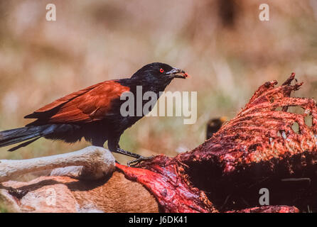 Greater Coucal, Centropus sinensis, feeding on a Spotted Deer, Axis Deer or Chittal, Keoladeo Ghana National Park, Bharatpur, Rajasthan, India Stock Photo