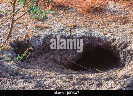 Indian wolf den, Canis lupus pallipes, Velavadar, Blackbuck National Park, Gujarat, India Stock Photo