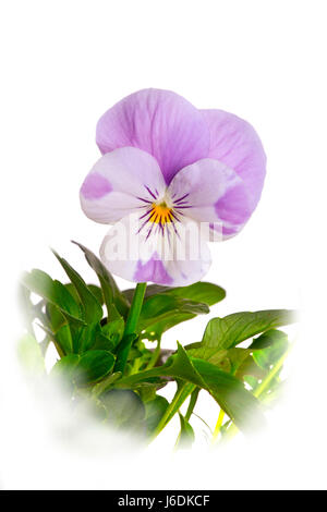Viola cornuta (Viola Mix) cut out Stock Photo
