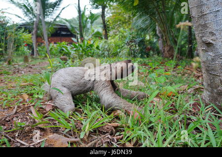 A three-toed sloth crawling on the ground in a garden near an house, Panama, Central America Stock Photo