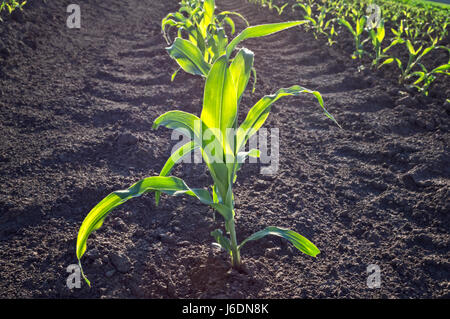 Young green corn in agricultural field in early spring, selective focus. Stock Photo