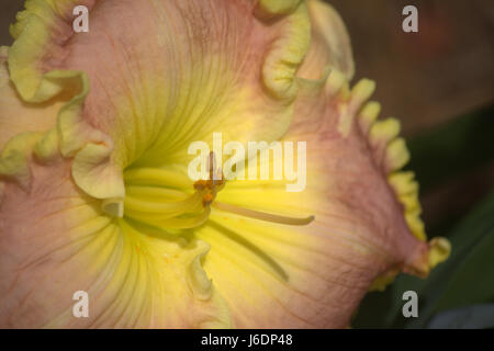 Close up of a pale pink and yellow day lily showing stamen Stock Photo