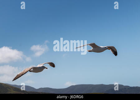 Two Seagulls Flying with Mountains in the background Stock Photo