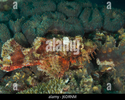 Scorpion Fish camouflaging within the coral reefs Stock Photo