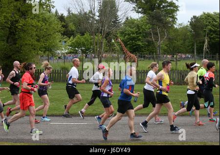 Runners take part in the first ever Stirling Marathon starting from Blair Drummond Safari Park, on a route which takes the 6500 entrants via Dunblane and the Bridge of Allan, before finishing at Stirling Castle. Stock Photo