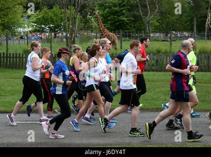 Runners take part in the first ever Stirling Marathon starting from Blair Drummond Safari Park, on a route which takes the 6500 entrants via Dunblane and the Bridge of Allan, before finishing at Stirling Castle. Stock Photo