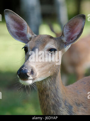 Whitetail Doe Portrait Stock Photo