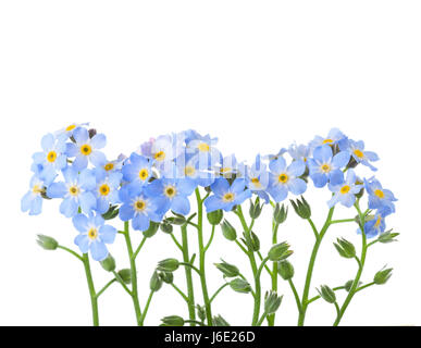 Forget-me-nots isolated on white background. Studio shot Stock Photo