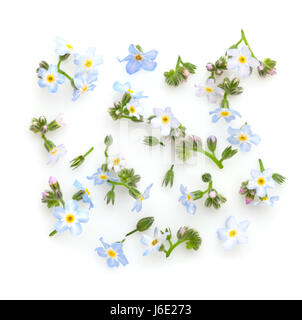 Floral composition with Forget-me-nots on white background. Flat lay. Stock Photo
