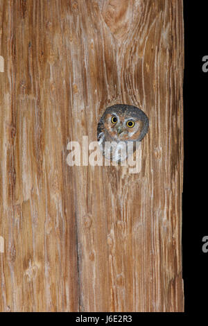 northern pygmy owl (Glaucidium californicum) Stock Photo