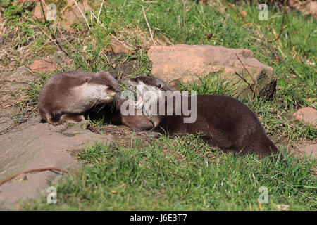 Yawning and Preening Asian Short-Clawed Otters, also known as Oriental Small-Clawed Otters Stock Photo