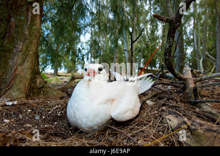 red-tailed tropicbird (Phaethon rubricauda), Midway Atoll National Wildlife Refuge Stock Photo