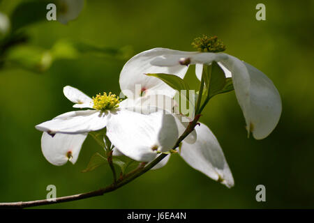 Dogwood flowers blooming in a partially shaded Sunlight, with dense green forest and light shadows in soft focus at the background. Stock Photo