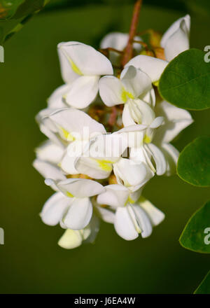 Black locust tree flowers isolated in a warm morning sun, with dense green foliage and light shadows in soft focus at the background. Stock Photo