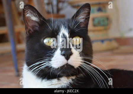 Black & white, yellow eyed cat, staring Stock Photo