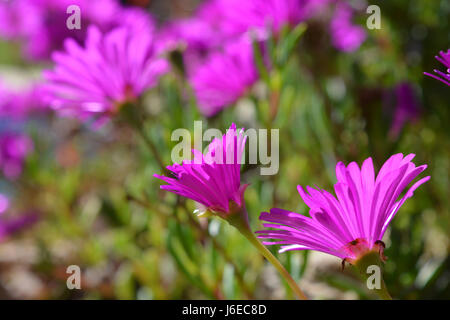Vibrant pink flowers on an ice plant, back lit Stock Photo