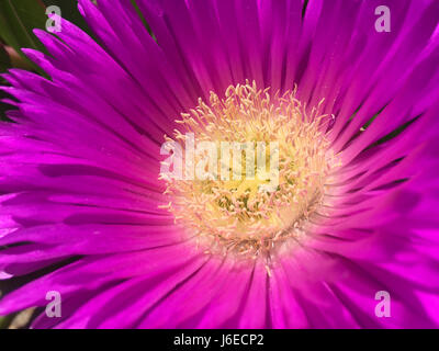 Carpobrotus, commonly known as pig face or ice plant Stock Photo