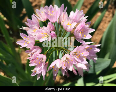 Rosy garlic, allium roseum, growing wild in Spain Stock Photo