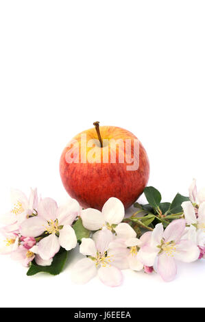 flower plant bloom blossom flourish flourishing blossoms branch fruit apple Stock Photo