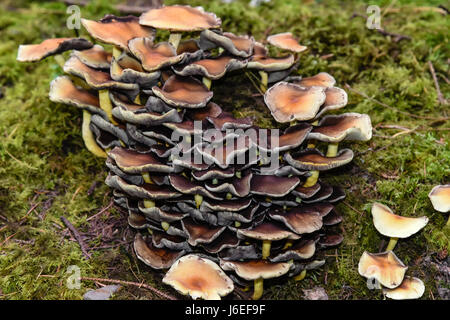Sulphur tuft, Sulfur tuft or Clustered Woodlover mushrooms. Stock Photo