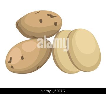 Vector illustration isolated on white background Potatoes Set of whole, slices, half, lobule, circle potatoes Stock Vector