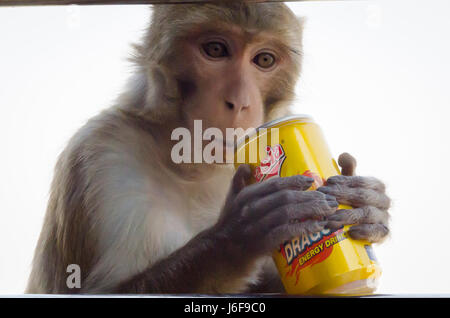 Monkey with drink can, Mount Popa, near Bagan, Myanmar, Stock Photo