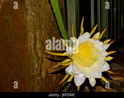 Dragon Fruit flower, aka pitaya, only blooms at night for only 8 hours. Stock Photo