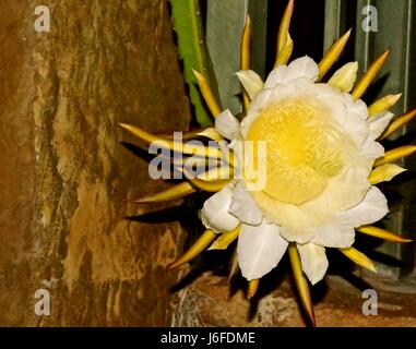 Dragon Fruit flower, aka pitaya, only blooms at night for only 8 hours. Stock Photo