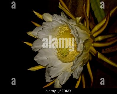 Dragon Fruit flower, aka pitaya, only blooms at night for only 8 hours. Stock Photo